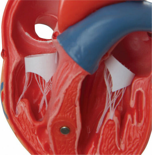 3b Scientific Internal Organs Model