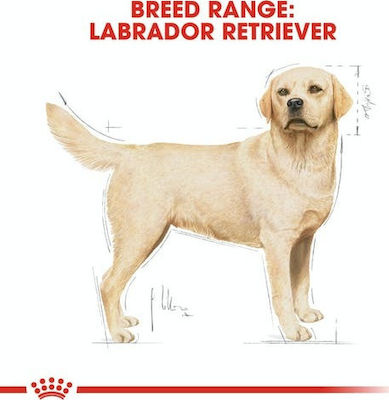 Royal Canin Adult Labrador Retriever 3kg Trockenfutter für erwachsene Hunde großer Rassen mit Mais, Geflügel und Reis