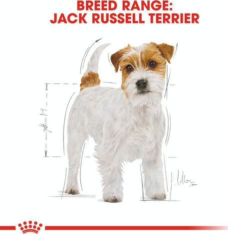 Royal Canin Adult Jack Russell Terrier 3kg Trockenfutter für erwachsene Hunde kleiner Rassen mit Reis und Geflügel