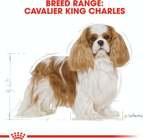 Cavalier King Charles Adult 1.5kg Dry Food for Adult Small Breed Dogs with Chicken and Rice