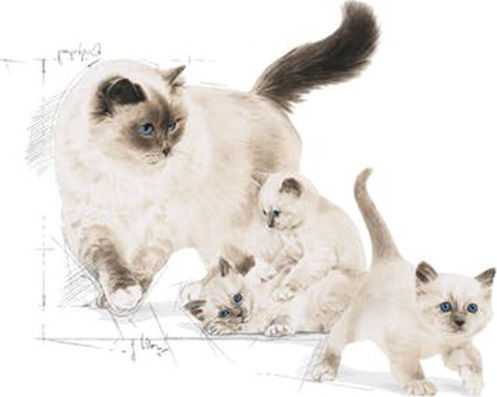 Royal Canin Mother & Babycat 1-4 Months Cat Dry Food with Poultry 2kg