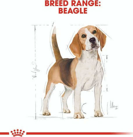 Royal Canin Adult Beagle 12kg Hrană Uscată pentru Câini Adulţi de Rase Medii cu Pui