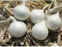 Onion white ICEPEARL F1 10.000 seeds