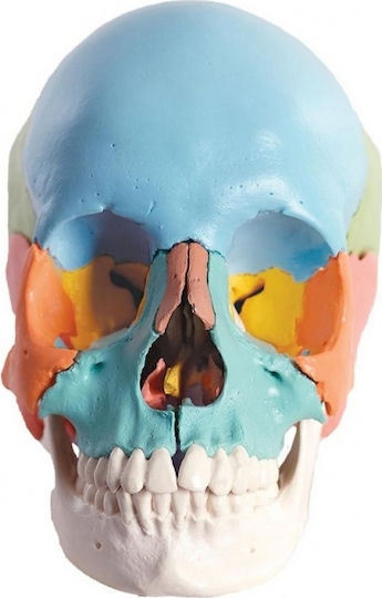 3b Scientific Medizinische Trainingsmannequin Schädel/Kopf