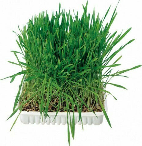 Trixie Cat Grass Трева за стомашно-чревни разстройства 100гр