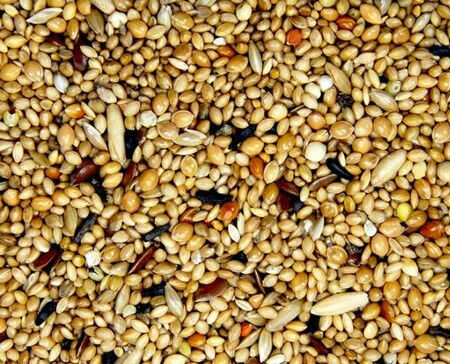 Royal Vogelfutter Royal Vogelfutter No21 Exotic Mix Futter für Paradisaea Vögel 20kg 39024