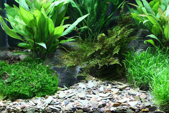 Dennerle Plantahunter Soluri / Substraturi pentru Acvariu 5kg