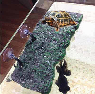 Croci Zoo Med Island Turtle Dock Accessory for Reptiles Terrarium