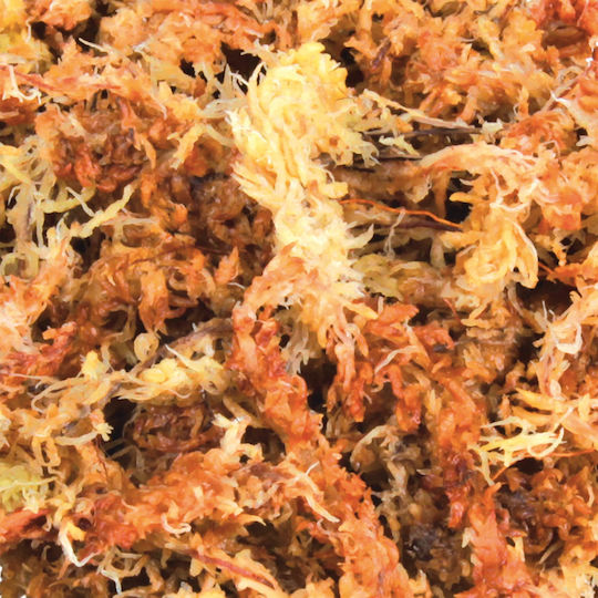 Trixie Sphagnum - Moos Substrate for Reptiles Terrarium 100gr