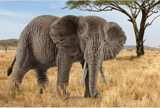Schleich-S Wild Life African Elephant Female For 3+ Years 9.1cm