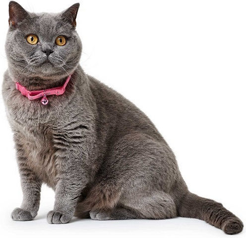 Hunter Neon Safety Click Katzenhalsband Rosa