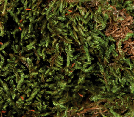 Trixie Vivarium Moss Substrate for Reptiles Terrarium 200gr
