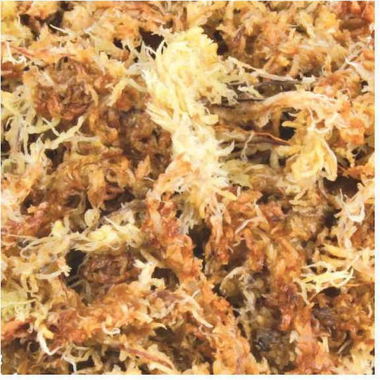 Trixie Sphagnum - Moos Substrate for Reptiles Terrarium 100gr
