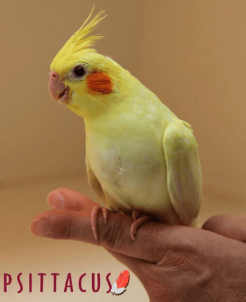 Psittacus Formula Mini Food in Pellet for Budgerigars 450gr
