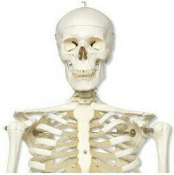 3b Scientific Schelet uman Manechin de antrenament medical pentru schelet uman