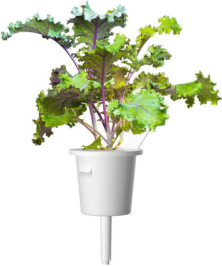 Click and Grow Семена Кейлς 3бр