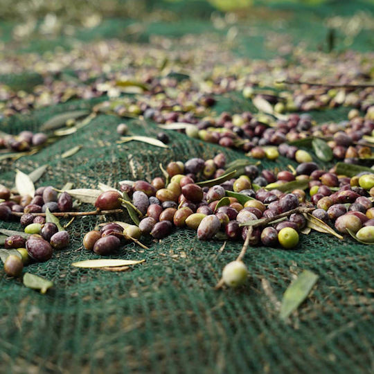 Olivenet Extra Olive Harvesting Net 95gr/m² 8x12m