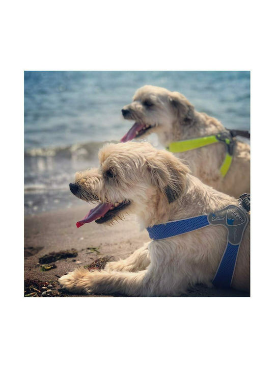 Pet Camelot Σαμαράκι Σκύλου Cinquetorri Electric 8 Μπλε 60 - 70cm