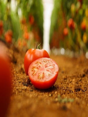 Agris Kabrera F1 Seeds Tomatoς 1000pcs