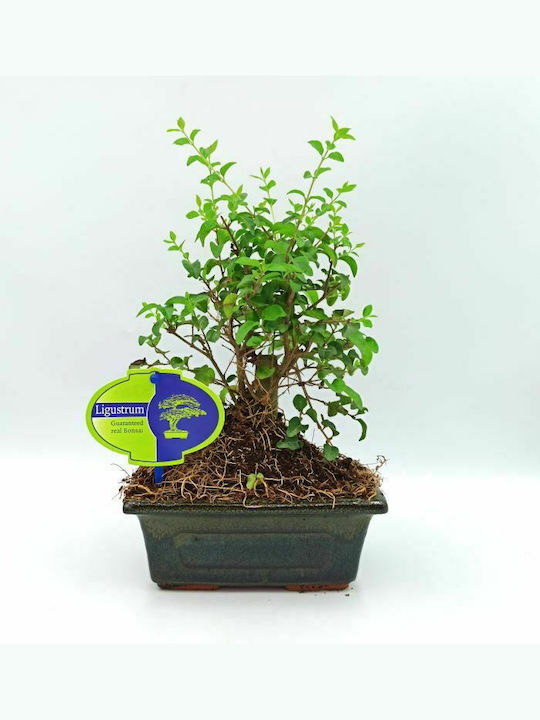 Authentischer Bonsai Ligustrum Sinense Baby