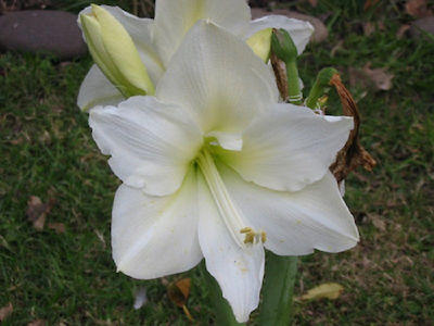 Gemma Bulb Amaryllisς White