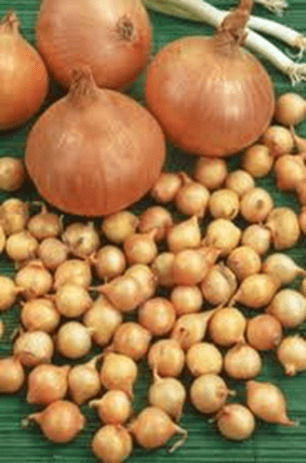 Stuttgart Onion Bulb 1kg