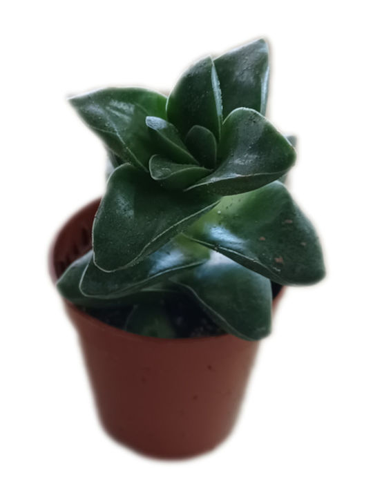 Green Leaf Crassula Frühlingszeit Höhe 15cm