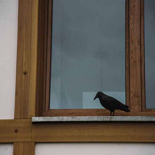 Bradas Raven Repellent Decoy Birds 0.24x0.24m