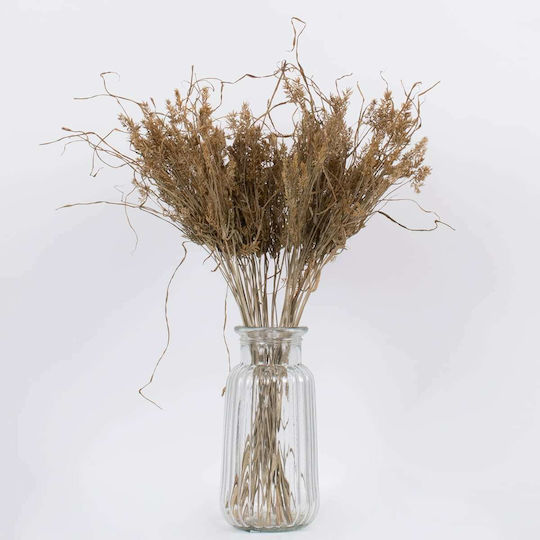 Dried Plant Feather grass Beige 60cm GloboStar