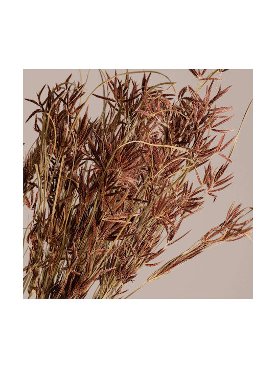 GloboStar Dried Plant Cyperus Beige / Brown 60cm