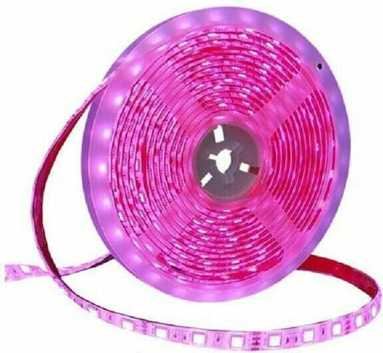 Ταινία LED 12V Μπλε Φως 5m