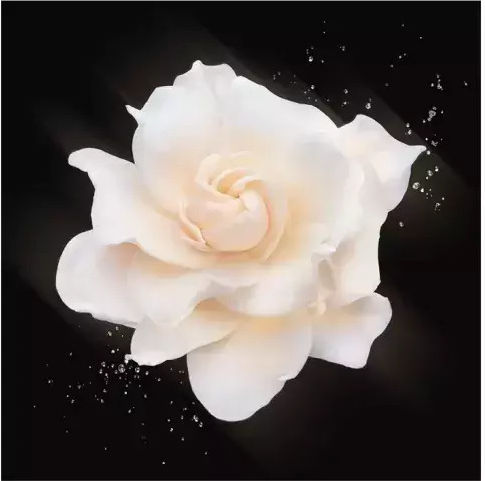 Giorgio Armani Privé Gardénia Antigua Eau de Toilette 100ml
