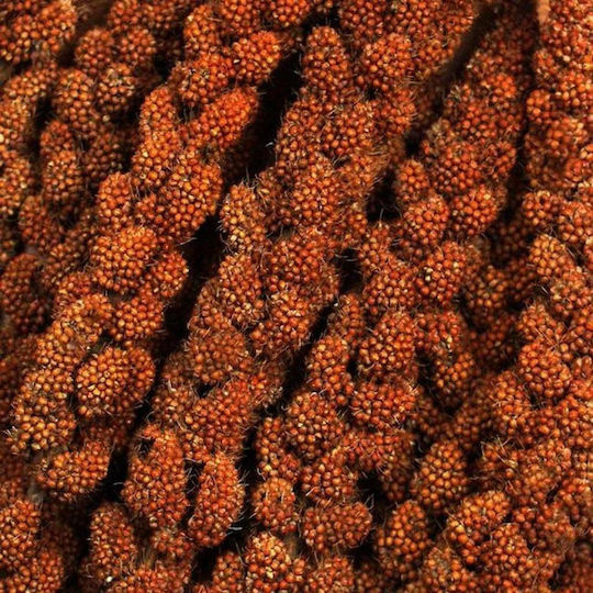 Versele Laga Prestige Μilet Red Τροφή για Καναρίνια 100gr