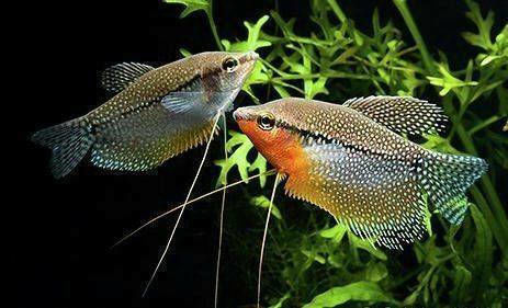 Gourami Pearl Trichopodus Leerii 4,5cm
