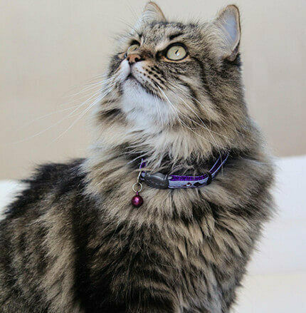 Rogz Nightcat Κολάρο Γάτας Small Μαύρο