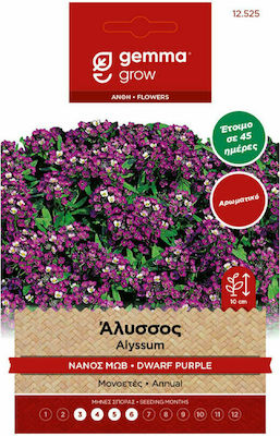 Gemma Seeds Sweet Alyssum 0.8gr/800pcs Purple