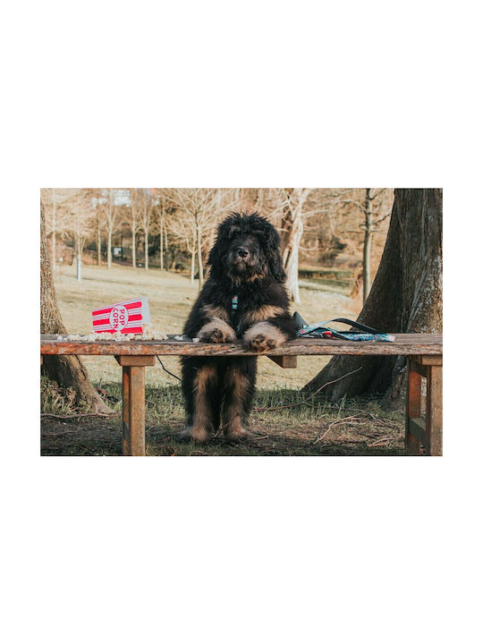 Max & Molly Нагръдник за куче Popcorn Small 15мм x 41-52см MM01173