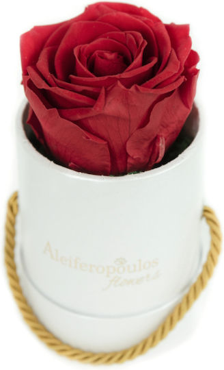 RB16 Aleiferopoulos Flowers RB16 Aleiferopoulos Flowers
