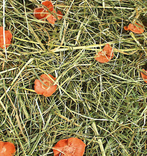 JR Farm Grass with Carrot for Rabbit 1.5kg