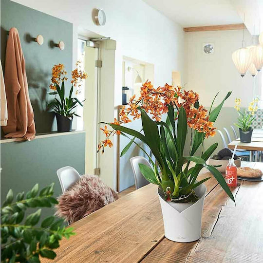 Lechuza Orchidea Self-watering Pot Plastic 18x18x20cm.