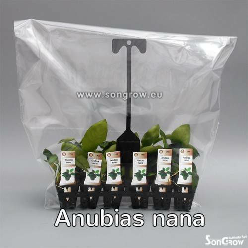 SonGrow Anubias Nana