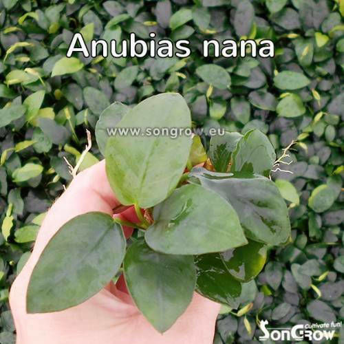 SonGrow Anubias Nana