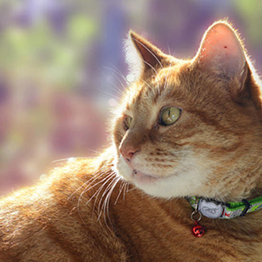Rogz Reflectocat S Katzenhalsband Klein Rote