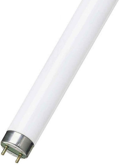 Fluorescent Lamp with Shape T8 15W