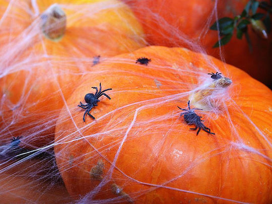 Karneval Spinne Schwarz für Halloween aus Kunststoff 10Stück