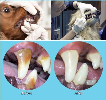 Healthy Pet Diamond White Teeth Λιχουδιά για Σκύλους & Γάτες κατά της Πέτρας & Πλάκας 220gr