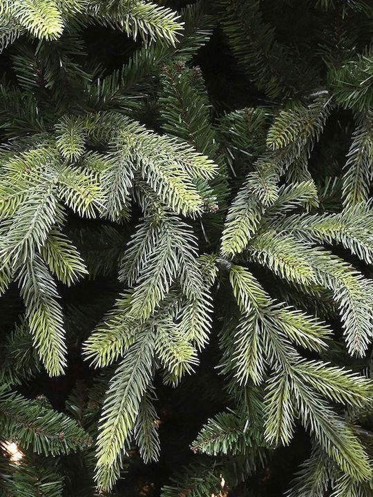 Fraser Fir Christmas Tree