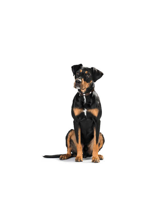Hunter Swiss Dog Collar Leather in Brown color 35 - 43cm 42829