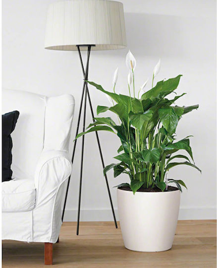 Lechuza Classico Self-watering Pot Plastic White 34.5x34.5x32.5cm.