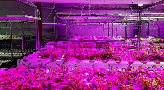 Pendant Grow Light with LED and Power 45W